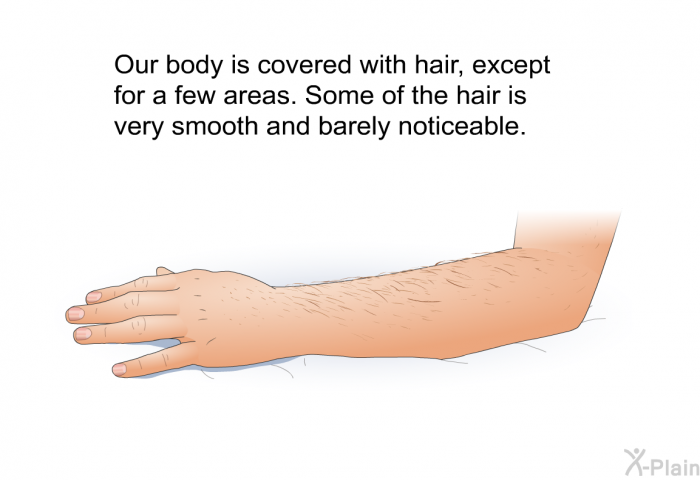 Our body is covered with hair, except for a few areas. Some of the hair is very smooth and barely noticeable.