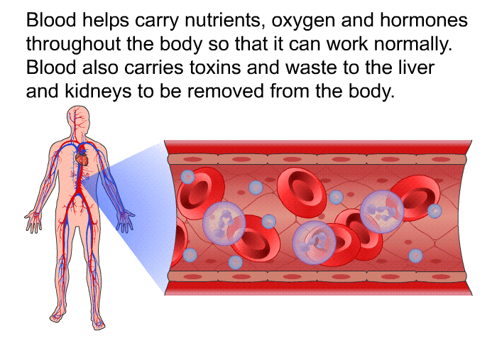 Blood helps carry nutrients, oxygen and hormones throughout the body so that it can work normally. Blood also carries toxins and waste to the liver and kidneys to be removed from the body.