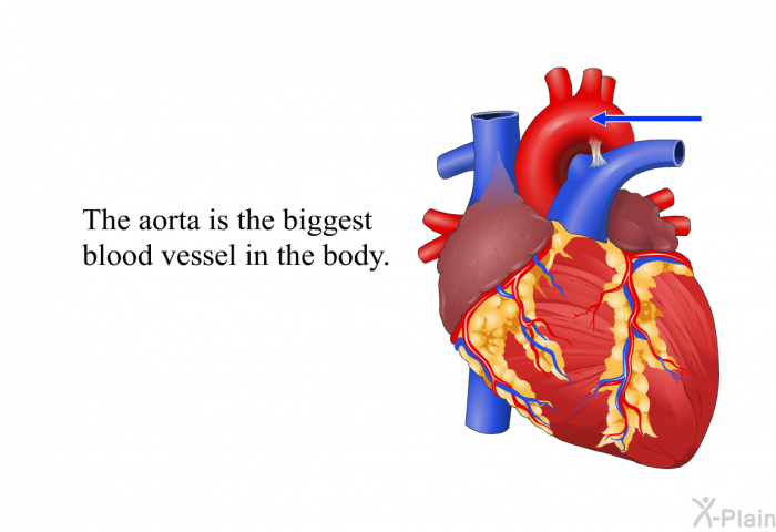 The aorta is the biggest blood vessel in the body.
