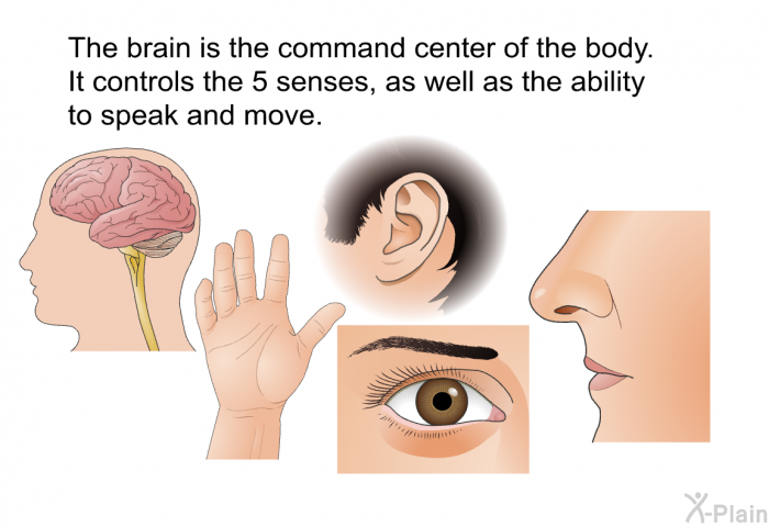 The brain is the command center of the body. It controls the 5 senses, as well as the ability to speak and move.