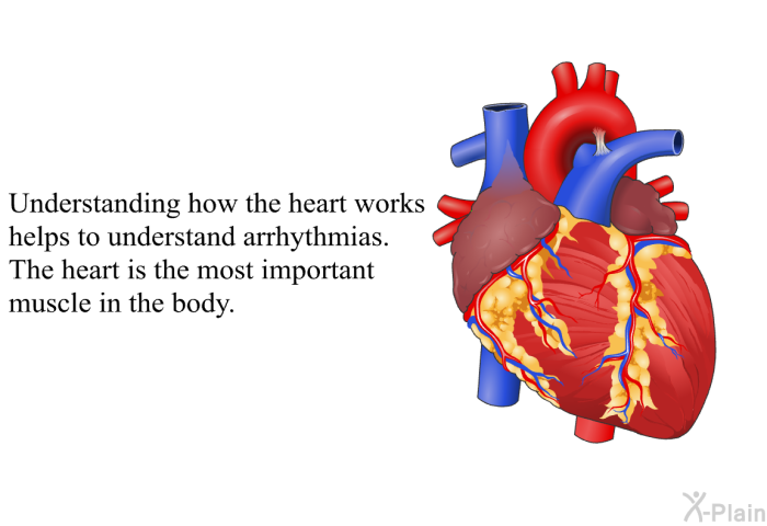 Understanding how the heart works helps to understand arrhythmias. The heart is the most important muscle in the body.
