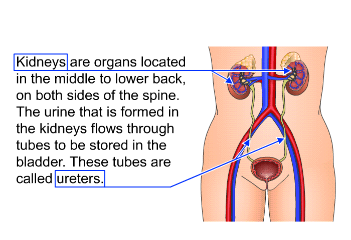 Kidneys are organs located in the middle to lower back, on both sides of the spine. The urine that is formed in the kidneys flows through tubes to be stored in the bladder. These tubes are called ureters.