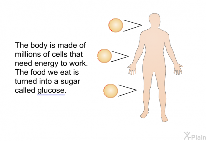 The body is made of millions of cells that need energy to work. The food we eat is turned into a sugar called glucose.