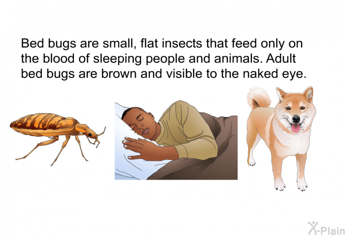 Bed bugs are small, flat insects that feed only on the blood of sleeping people and animals. Adult bed bugs are brown and visible to the naked eye.