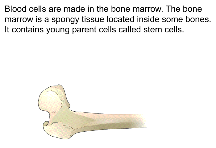 Blood cells are made in the bone marrow. The bone marrow is a spongy tissue located inside some bones. It contains young parent cells called stem cells.