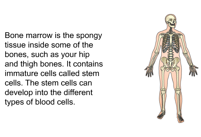 Bone marrow is the spongy tissue inside some of the bones, such as your hip and thigh bones. It contains immature cells called stem cells. The stem cells can develop into the different types of blood cells.