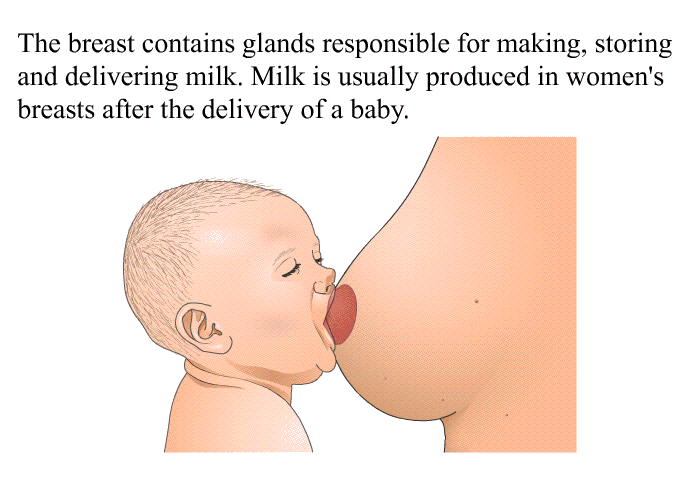 The breast contains glands responsible for making, storing and delivering milk. Milk is usually produced in women's breasts after the delivery of a baby.