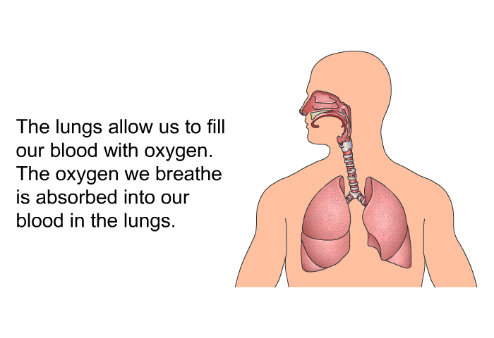 The lungs allow us to fill our blood with oxygen. The oxygen we breathe is absorbed into our blood in the lungs.