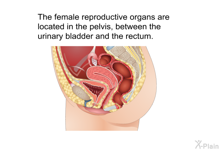 The female reproductive organs are located in the pelvis, between the urinary bladder and the rectum.