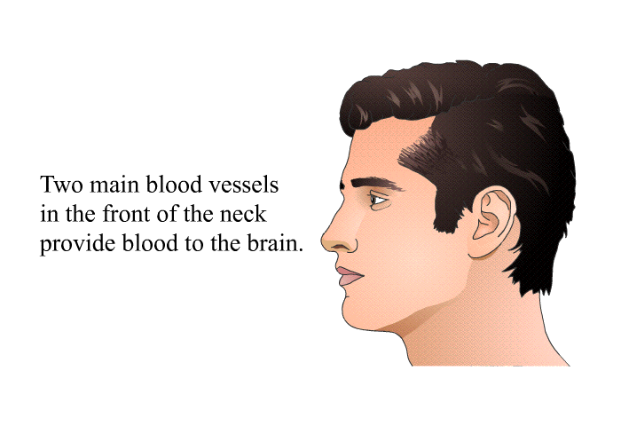 Two main blood vessels in the front of the neck provide blood to the brain.