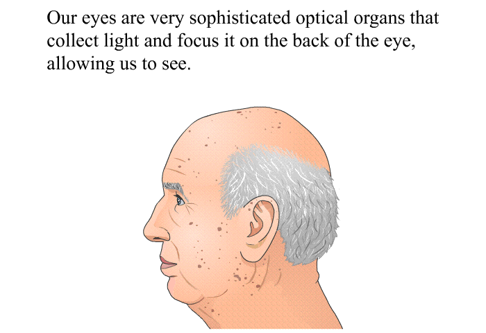Our eyes are very sophisticated optical organs that collect light and focus it on the back of the eye, allowing us to see.