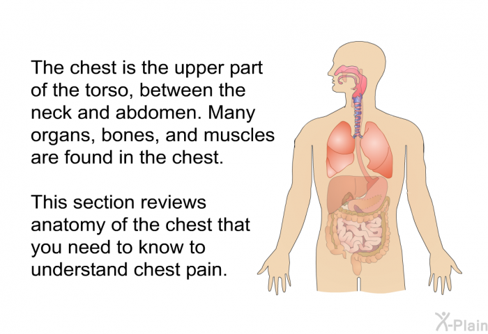 The chest is the upper part of the torso, between the neck and abdomen. Many organs, bones, and muscles are found in the chest. This section reviews anatomy of the chest that you need to know to understand chest pain.