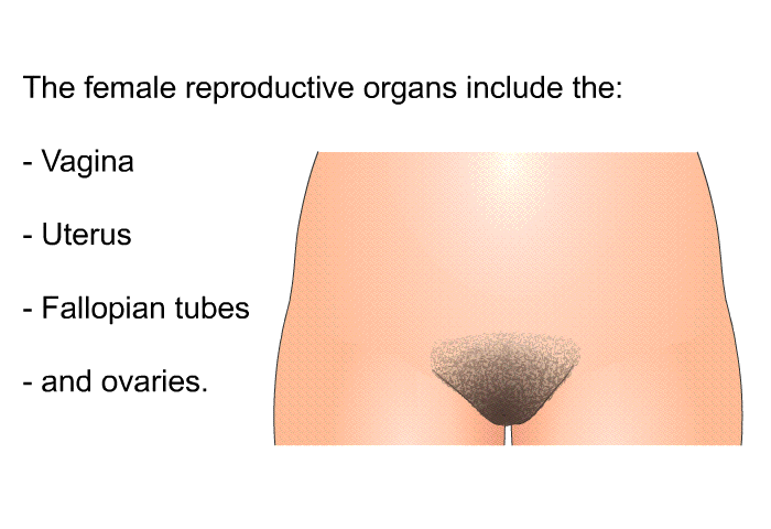 The female reproductive organs include the:  Vagina Uterus Fallopian tubes and ovaries.