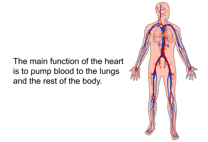 The main function of the heart is to pump blood to the lungs and the rest of the body.