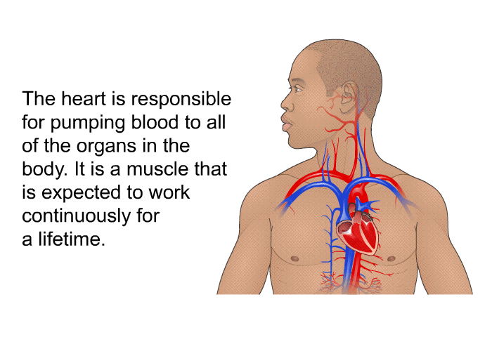 The heart is responsible for pumping blood to all of the organs in the body. It is a muscle that is expected to work continuously for a lifetime.