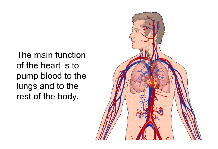 The main function of the heart is to pump blood to the lungs and to the rest of the body.