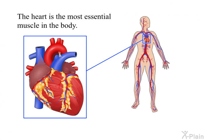 The heart is the most essential muscle in the body.