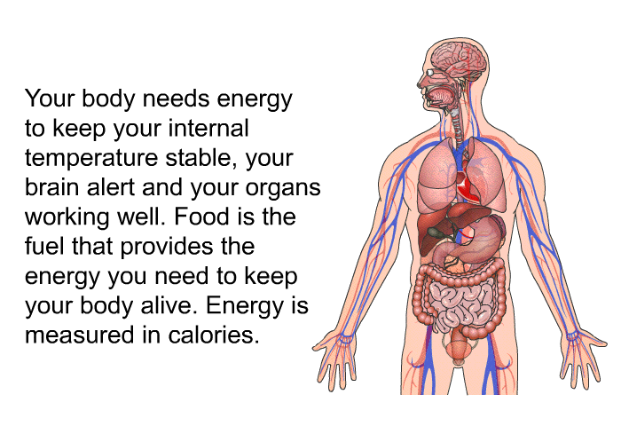 Your body needs energy to keep your internal temperature stable, your brain alert and your organs working well. Food is the fuel that provides the energy you need to keep your body alive. Energy is measured in calories.