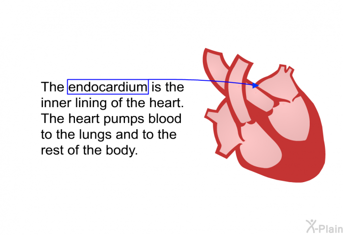 The endocardium is the inner lining of the heart. The heart pumps blood to the lungs and to the rest of the body.