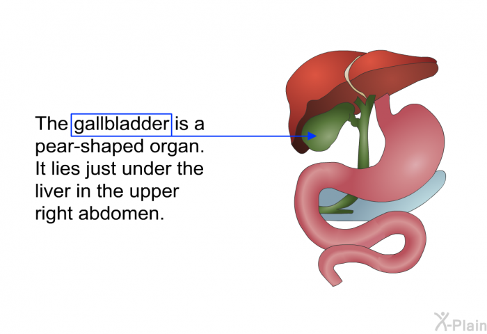 The gallbladder is a pear-shaped organ. It lies just under the liver in the upper right abdomen.
