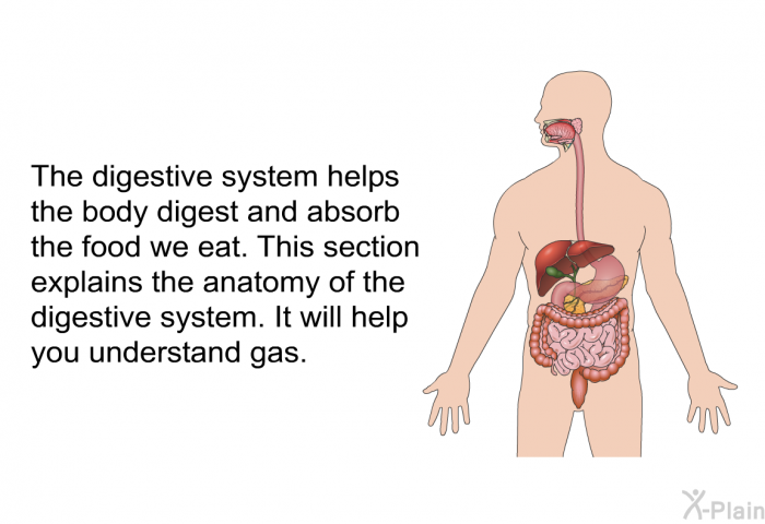 The digestive system helps the body digest and absorb the food we eat. This section explains the anatomy of the digestive system. It will help you understand gas.