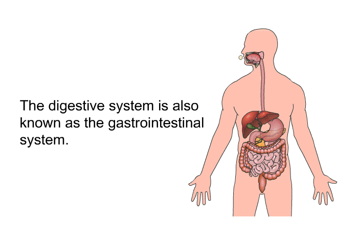 The digestive system is also known as the gastrointestinal system.