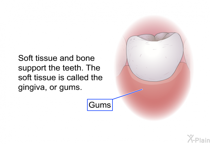 Soft tissue and bone support the teeth. The soft tissue is called the gingiva, or gums.