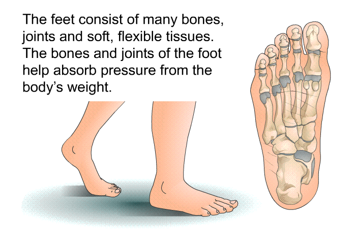 The feet consist of many bones, joints and soft, flexible tissues. The bones and joints of the foot help absorb pressure from the body's weight.