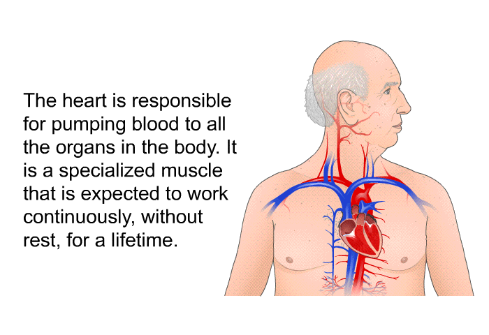 The heart is responsible for pumping blood to all the organs in the body. It is a specialized muscle that is expected to work continuously, without rest, for a lifetime.