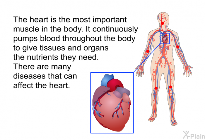 The heart is the most important muscle in the body. It continuously pumps blood throughout the body to give tissues and organs the nutrients they need. There are many diseases that can affect the heart.