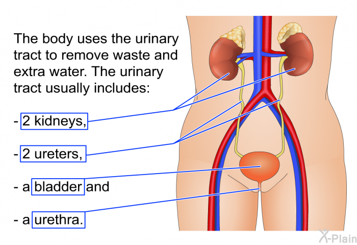 The body uses the urinary tract to remove waste and extra water. The urinary tract usually includes  2 kidneys, 2 ureters, a bladder and a urethra.