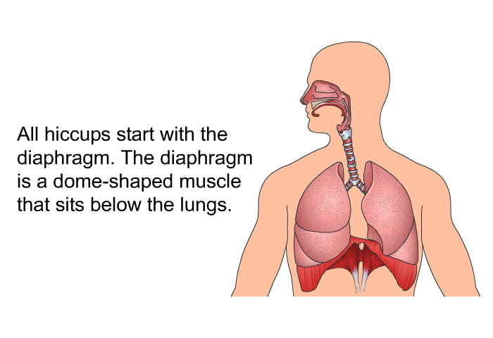 All hiccups start with the diaphragm. The diaphragm is a dome-shaped muscle that sits below the lungs.
