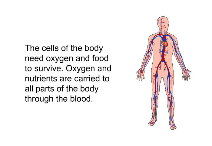 The cells of the body need oxygen and food to survive. Oxygen and nutrients are carried to all parts of the body through the blood.