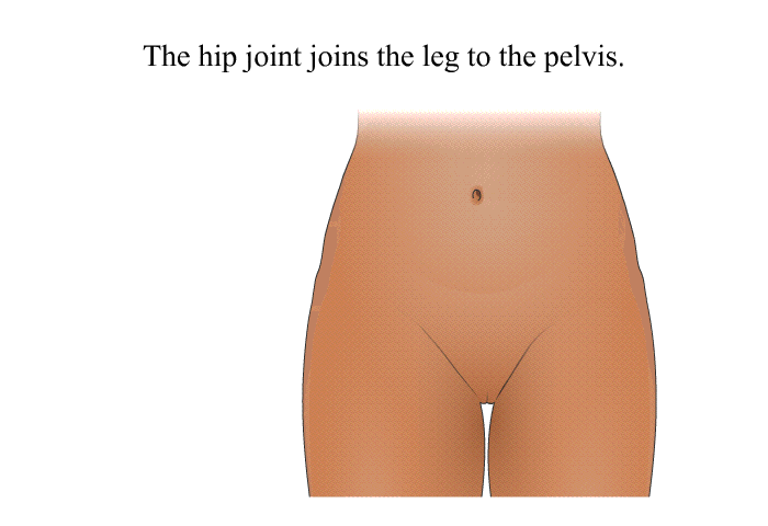 The hip joint joins the leg to the pelvis.