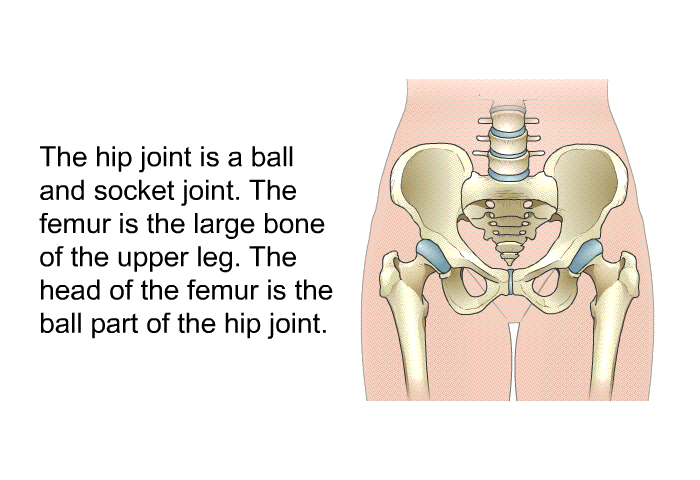 The hip joint is a ball and socket joint. The femur is the large bone of the upper leg. The head of the femur is the ball part of the hip joint.