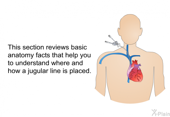 This section reviews basic anatomy facts that help you to understand where and how a jugular line is placed.