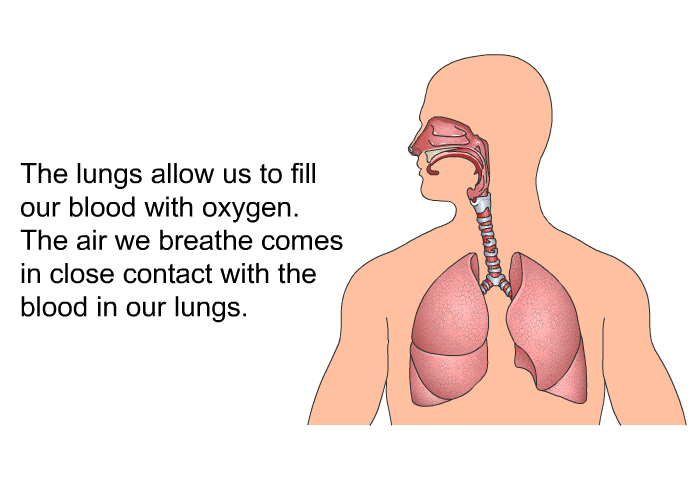 The lungs allow us to fill our blood with oxygen. The air we breathe comes in close contact with the blood in our lungs.