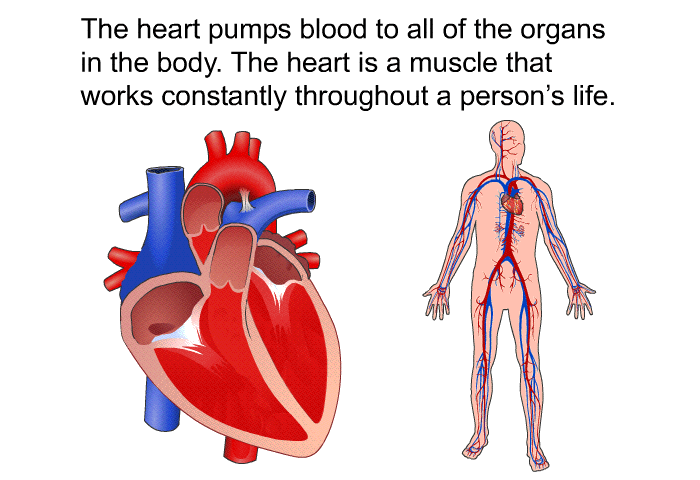 The heart pumps blood to all of the organs in the body. The heart is a muscle that works constantly throughout a person's life.