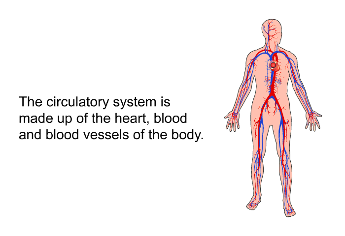 The circulatory system is made up of the heart, blood and blood vessels of the body.
