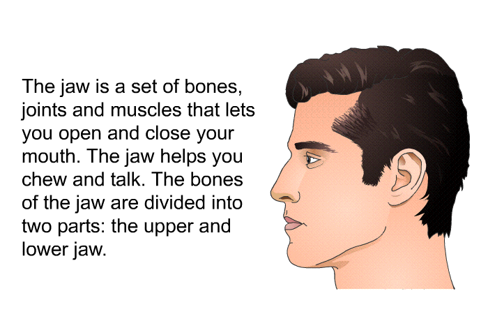 The jaw is a set of bones, joints and muscles that lets you open and close your mouth. The jaw helps you chew and talk. The bones of the jaw are divided into two parts: the upper and lower jaw.