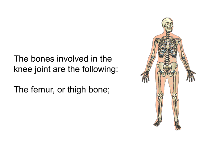 The bones involved in the knee joint are the following:  The femur, or thigh bone;