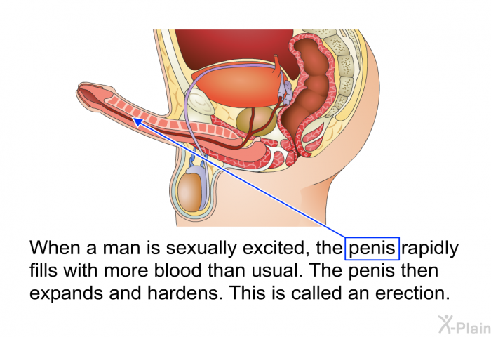 When a man is sexually excited, the penis rapidly fills with more blood than usual. The penis then expands and hardens. This is called an erection.