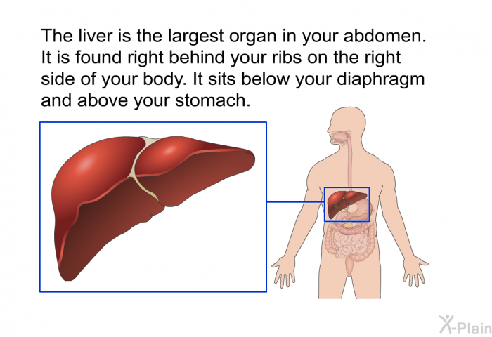 The liver is the largest organ in your abdomen. It is found right behind your ribs on the right side of your body. It sits below your diaphragm and above your stomach.