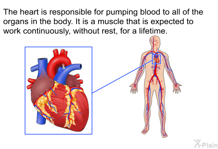 The heart is responsible for pumping blood to all of the organs in the body. It is a muscle that is expected to work continuously, without rest, for a lifetime.