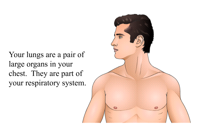 Your lungs are a pair of large organs in your chest. They are part of your respiratory system.