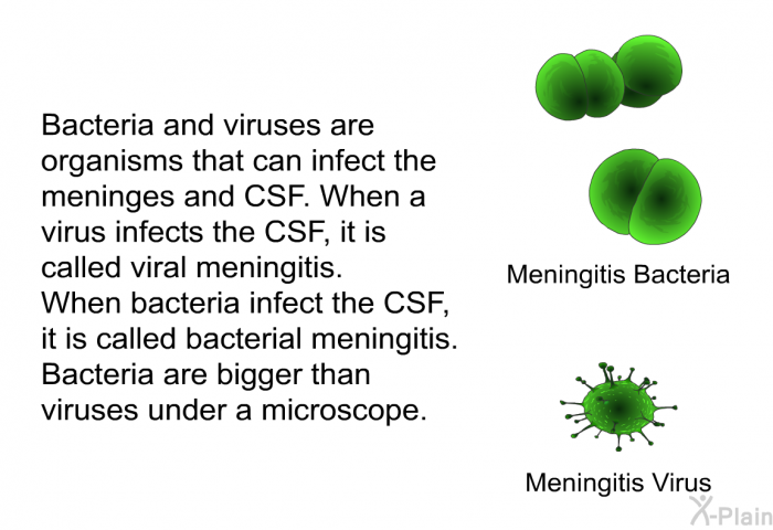 Bacteria and viruses are organisms that can infect the meninges and CSF. When a virus infects the CSF, it is called viral meningitis. When bacteria infect the CSF, it is called bacterial meningitis. Bacteria are bigger than viruses under a microscope.