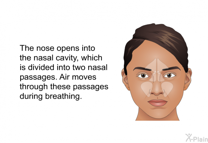 The nose opens into the nasal cavity, which is divided into two nasal passages. Air moves through these passages during breathing.