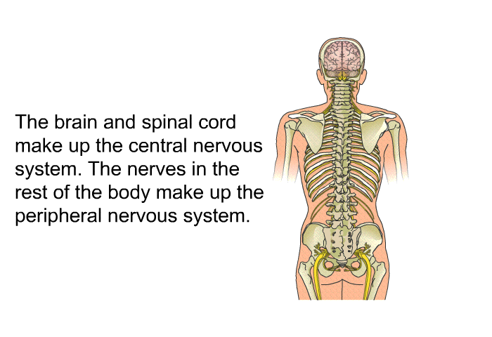 The brain and spinal cord make up the central nervous system. The nerves in the rest of the body make up the peripheral nervous system.