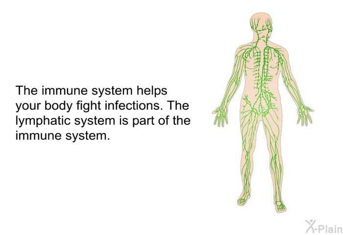 The immune system helps your body fight infections. The lymphatic system is part of the immune system.
