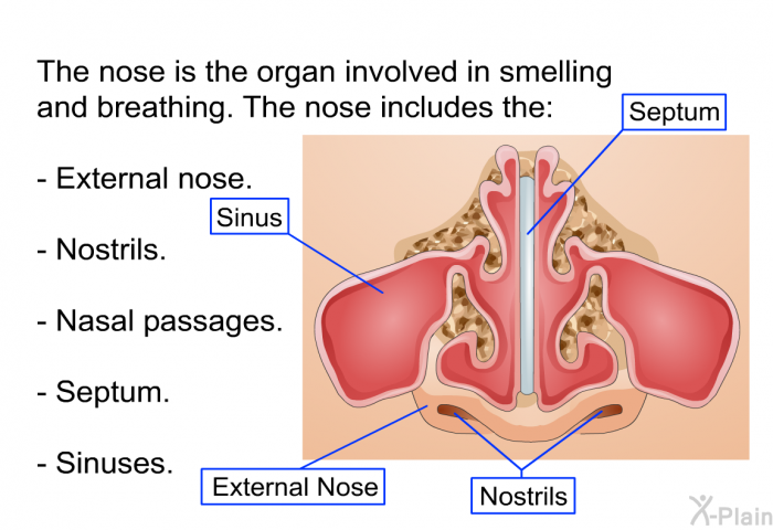 The nose is the organ involved in smelling and breathing. The nose includes the:  External nose. Nostrils. Nasal passages. Septum. Sinuses.